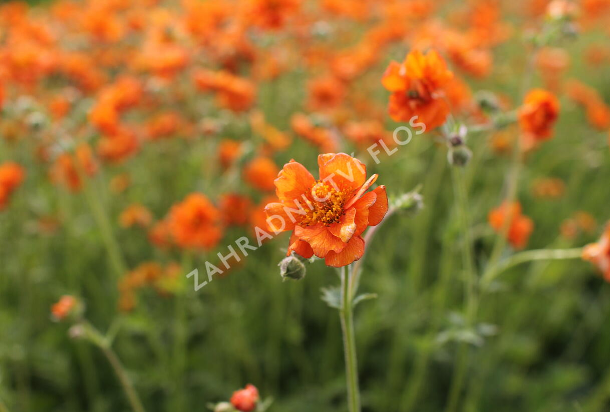 Kuklík 'Prinses Juliana' - Geum 'Prinses Juliana'