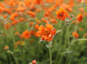 Kuklík 'Prinses Juliana' - Geum 'Prinses Juliana'