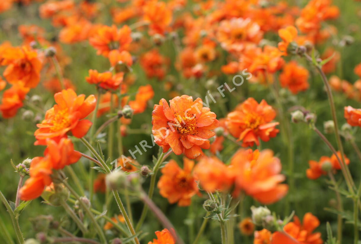 Kuklík 'Prinses Juliana' - Geum 'Prinses Juliana'