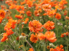 Kuklík 'Prinses Juliana' - Geum 'Prinses Juliana'