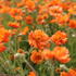Geum 'Prinses Juliana' 3.JPG