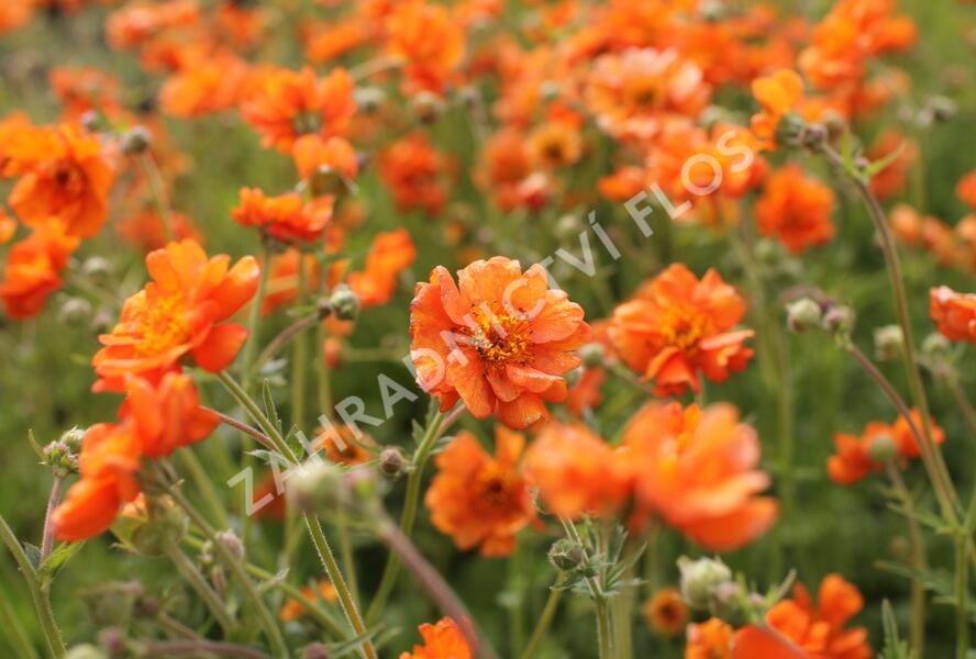 Kuklík 'Prinses Juliana' - Geum 'Prinses Juliana'