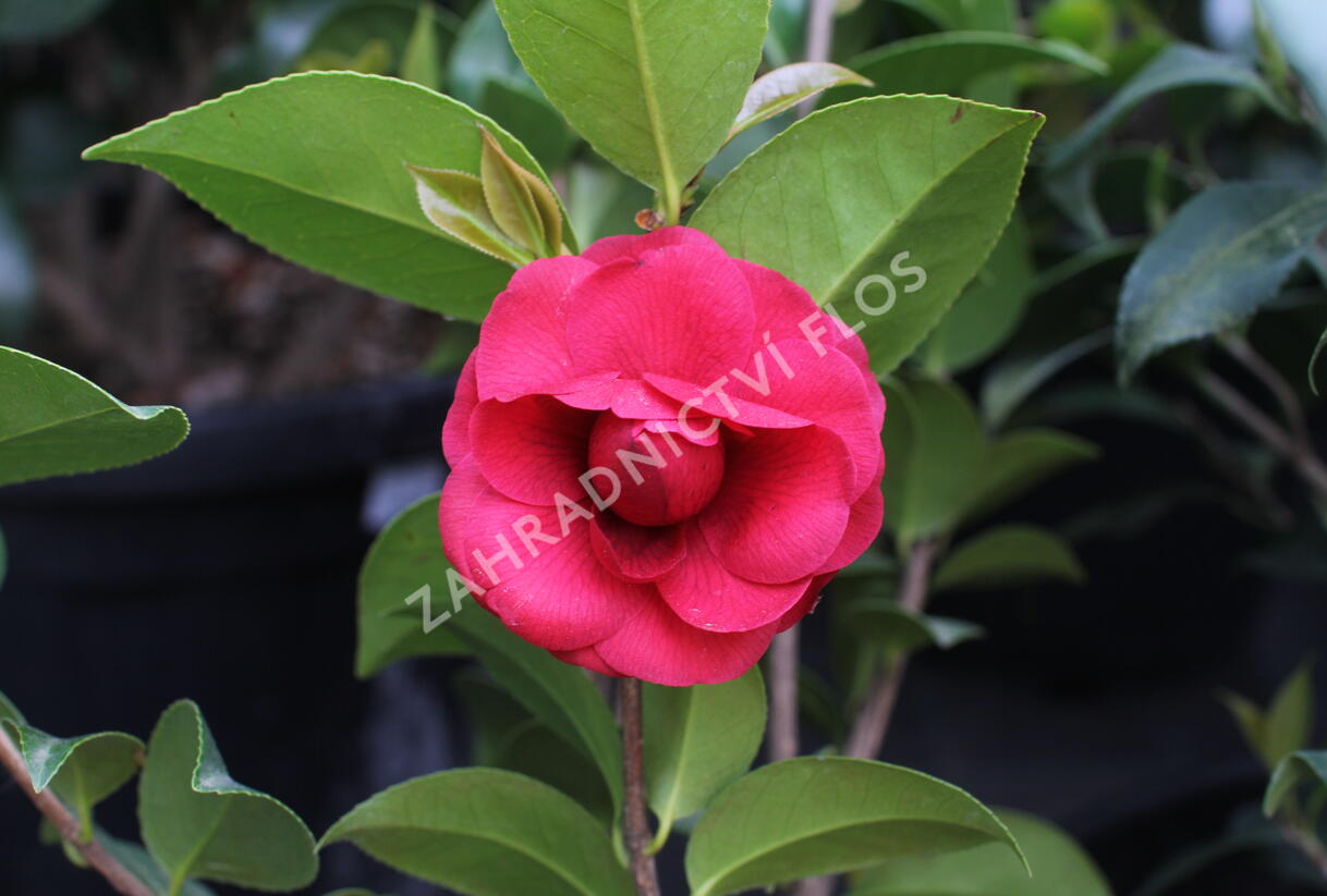 Kamélie japonská 'Black Lace' - Camellia japonica 'Black Lace'
