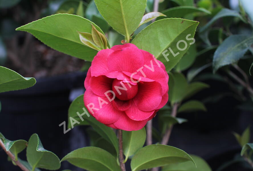 Kamélie japonská 'Black Lace' - Camellia japonica 'Black Lace'