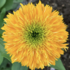Echinacea purpurea 'Delightful Sol'.png