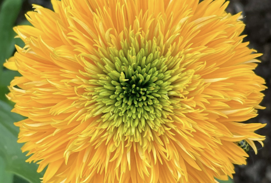 Třapatkovka nachová 'Delightful Sol' - Echinacea purpurea 'Delightful Sol'