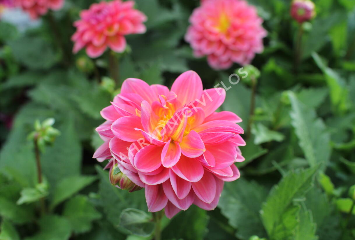 Jiřina 'DahLove Power Tropical Punch' - Dahlia 'DahLove Power Tropical Punch'
