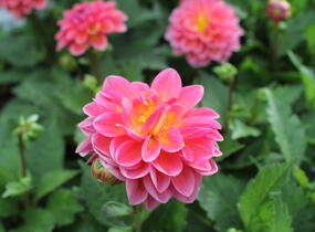 Jiřina 'DahLove Power Tropical Punch' - Dahlia 'DahLove Power Tropical Punch'