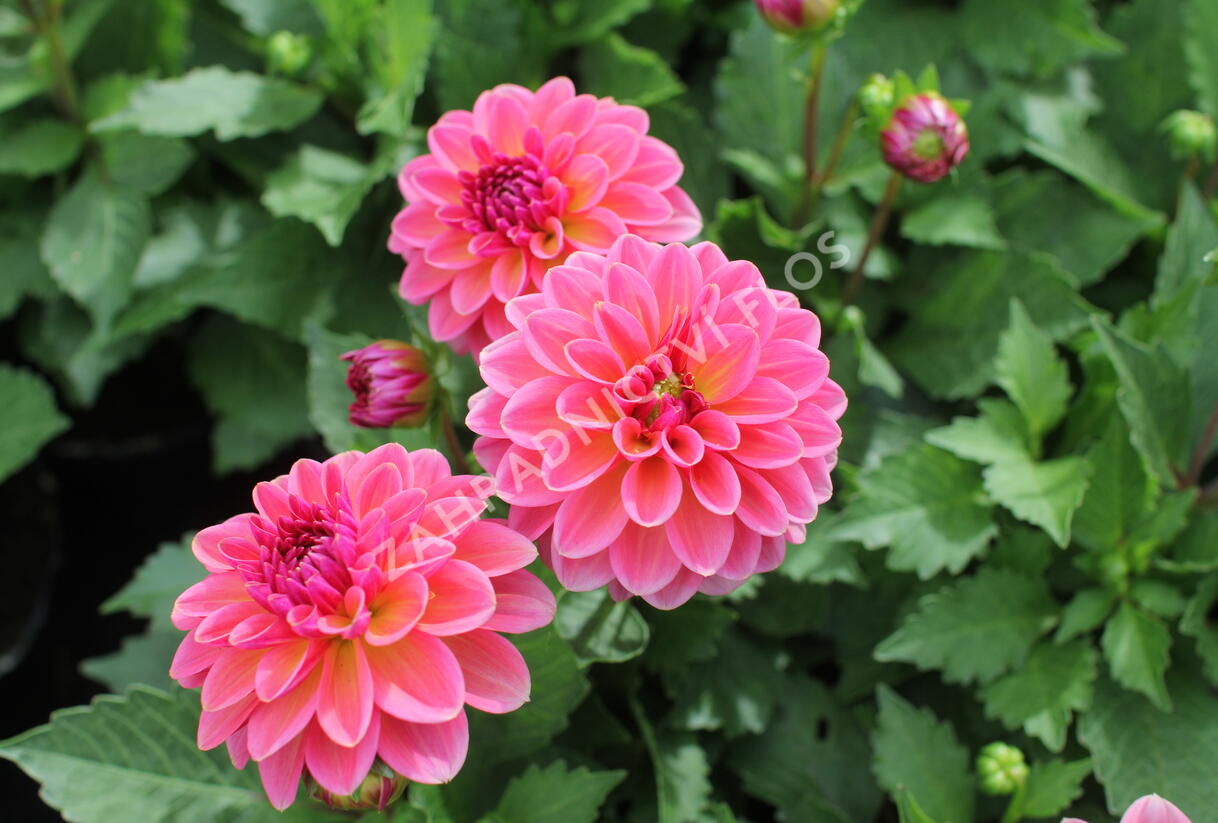 Jiřina 'DahLove Power Tropical Punch' - Dahlia 'DahLove Power Tropical Punch'