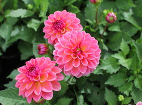 Jiřina 'DahLove Power Tropical Punch' - Dahlia 'DahLove Power Tropical Punch'