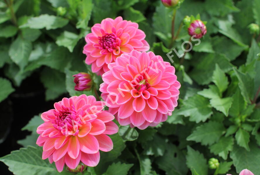 Jiřina 'DahLove Power Tropical Punch' - Dahlia 'DahLove Power Tropical Punch'