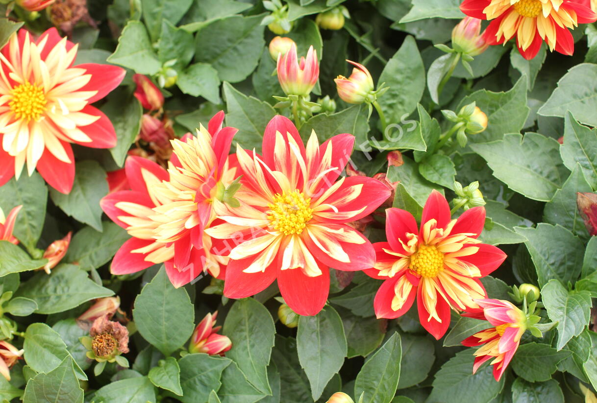 Jiřina 'Lubega Special Orange Bicolor' - Dahlia 'Lubega Special Orange Bicolor'