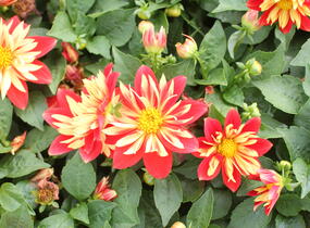 Jiřina 'Lubega Special Orange Bicolor' - Dahlia 'Lubega Special Orange Bicolor'