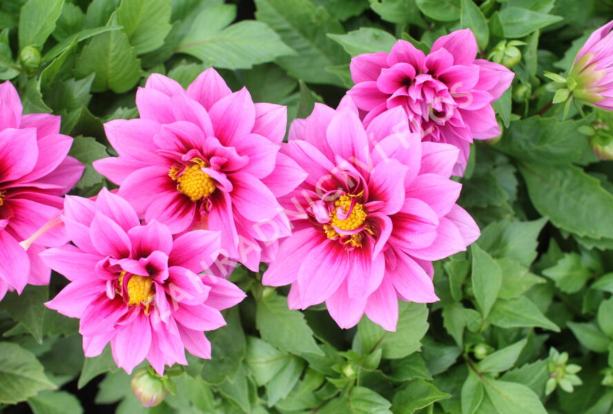 Jiřina 'Labella Medio Fun Raspberry' - Dahlia 'Labella Medio Fun Raspberry'
