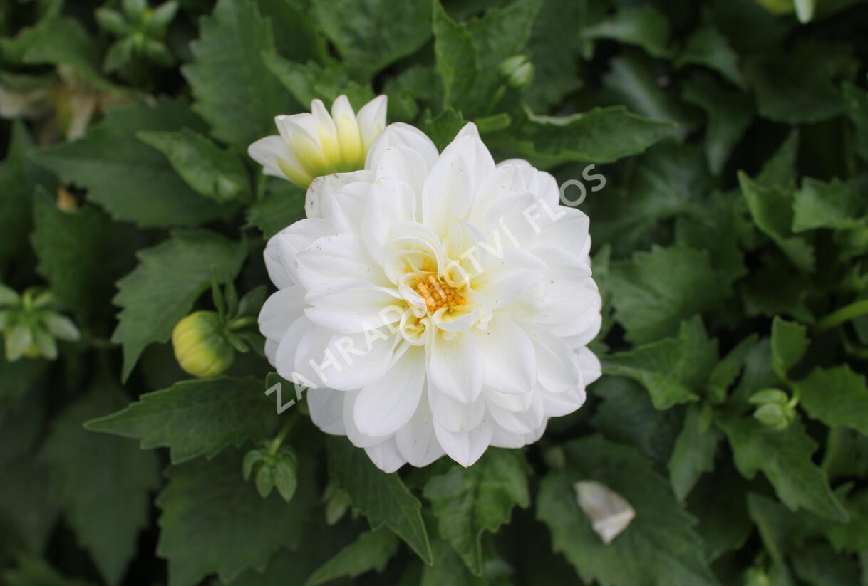 Jiřina 'DahLove Power White' - Dahlia 'DahLove Power White'