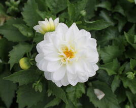 Jiřina 'DahLove Power White'