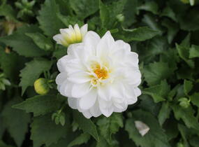 Jiřina 'DahLove Power White' - Dahlia 'DahLove Power White'