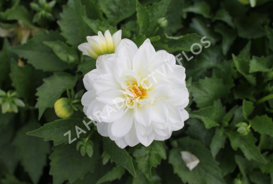 Jiřina 'DahLove Power White' - Dahlia 'DahLove Power White'