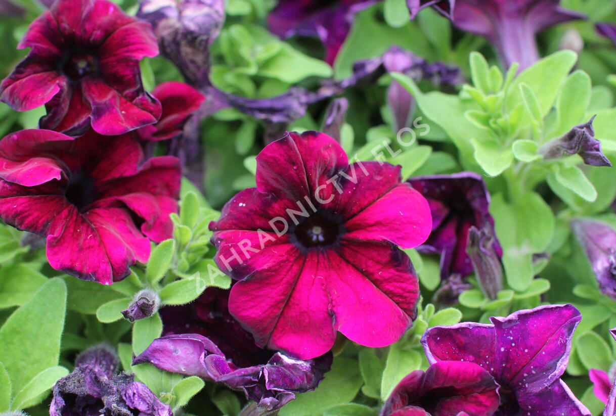 Petúnie velkokvětá 'Finity Burgundy' - Petunia grandiflora 'Finity Burgundy'