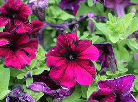 Petúnie velkokvětá 'Finity Burgundy' - Petunia grandiflora 'Finity Burgundy'