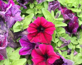 Petúnie velkokvětá 'Finity Burgundy'