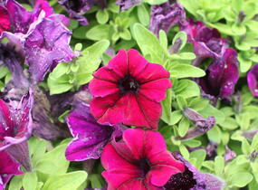 Petúnie velkokvětá 'Finity Burgundy' - Petunia grandiflora 'Finity Burgundy'