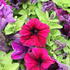 Petunia grandiflora 'Finity Burgundy'.JPG