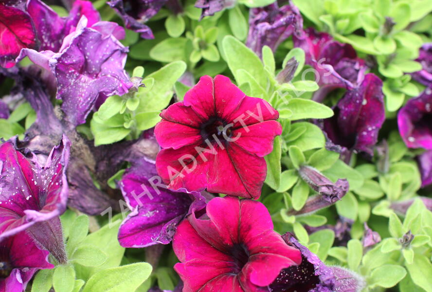 Petúnie velkokvětá 'Finity Burgundy' - Petunia grandiflora 'Finity Burgundy'
