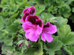 Muškát, pelargonie velkokvětá 'Elegance Judith' - Pelargonium grandiflorum 'Elegance Judith'