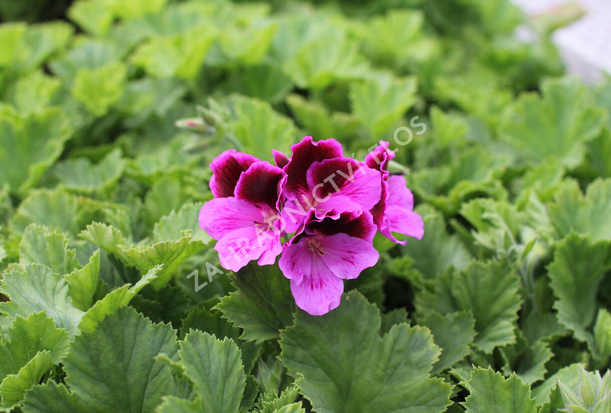 Muškát, pelargonie velkokvětá 'Elegance Judith' - Pelargonium grandiflorum 'Elegance Judith'