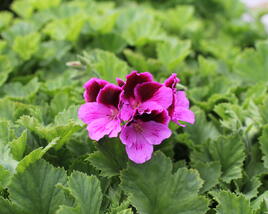 Muškát, pelargonie velkokvětá 'Elegance Judith'