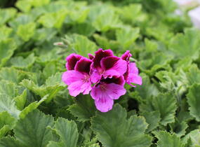 Muškát, pelargonie velkokvětá 'Elegance Judith' - Pelargonium grandiflorum 'Elegance Judith'