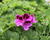 Muškát, pelargonie velkokvětá 'Elegance Judith'