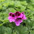 Pelargonium grandiflorum 'Elegance Judith'.JPG