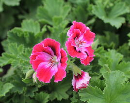 Muškát, pelargonie velkokvětá 'Elegance Fenna'