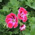 Pelargonium grandiflorum 'Elegance Fenna'.JPG