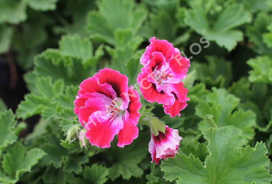 Muškát, pelargonie velkokvětá 'Elegance Fenna' - Pelargonium grandiflorum 'Elegance Fenna'
