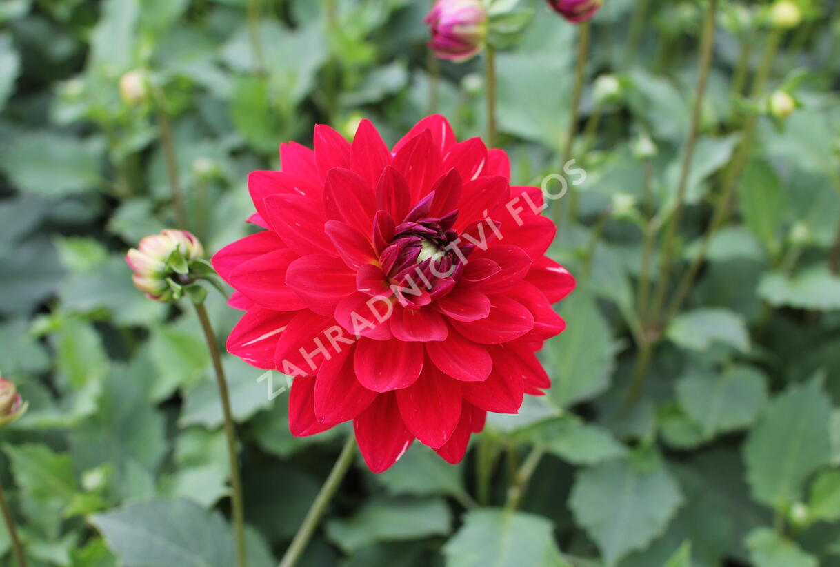 Jiřina XXL 'Ruby Red' - Dahlia XXL 'Ruby Red'