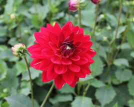 Jiřina XXL 'Ruby Red'