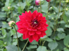 Jiřina XXL 'Ruby Red' - Dahlia XXL 'Ruby Red'