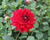 Jiřina XXL 'Ruby Red'