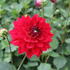 Dahlia XXL 'Ruby Red'.JPG