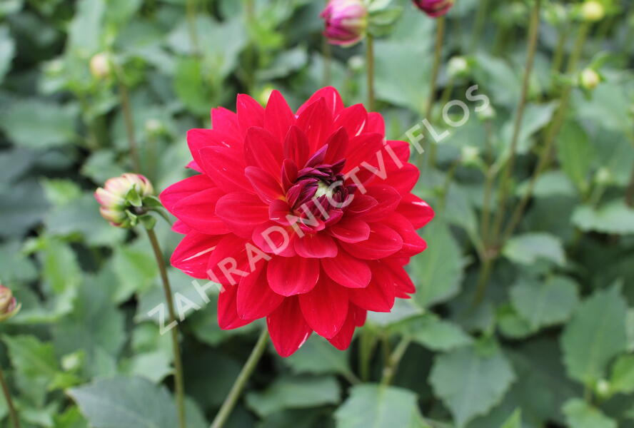 Jiřina XXL 'Ruby Red' - Dahlia XXL 'Ruby Red'
