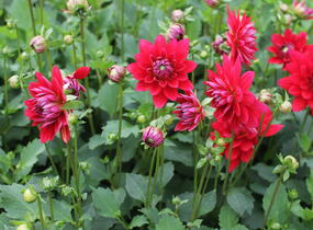 Jiřina XXL 'Ruby Red' - Dahlia XXL 'Ruby Red'