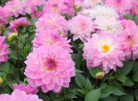 Jiřina XXL 'Cozumel' - Dahlia XXL 'Cozumel'