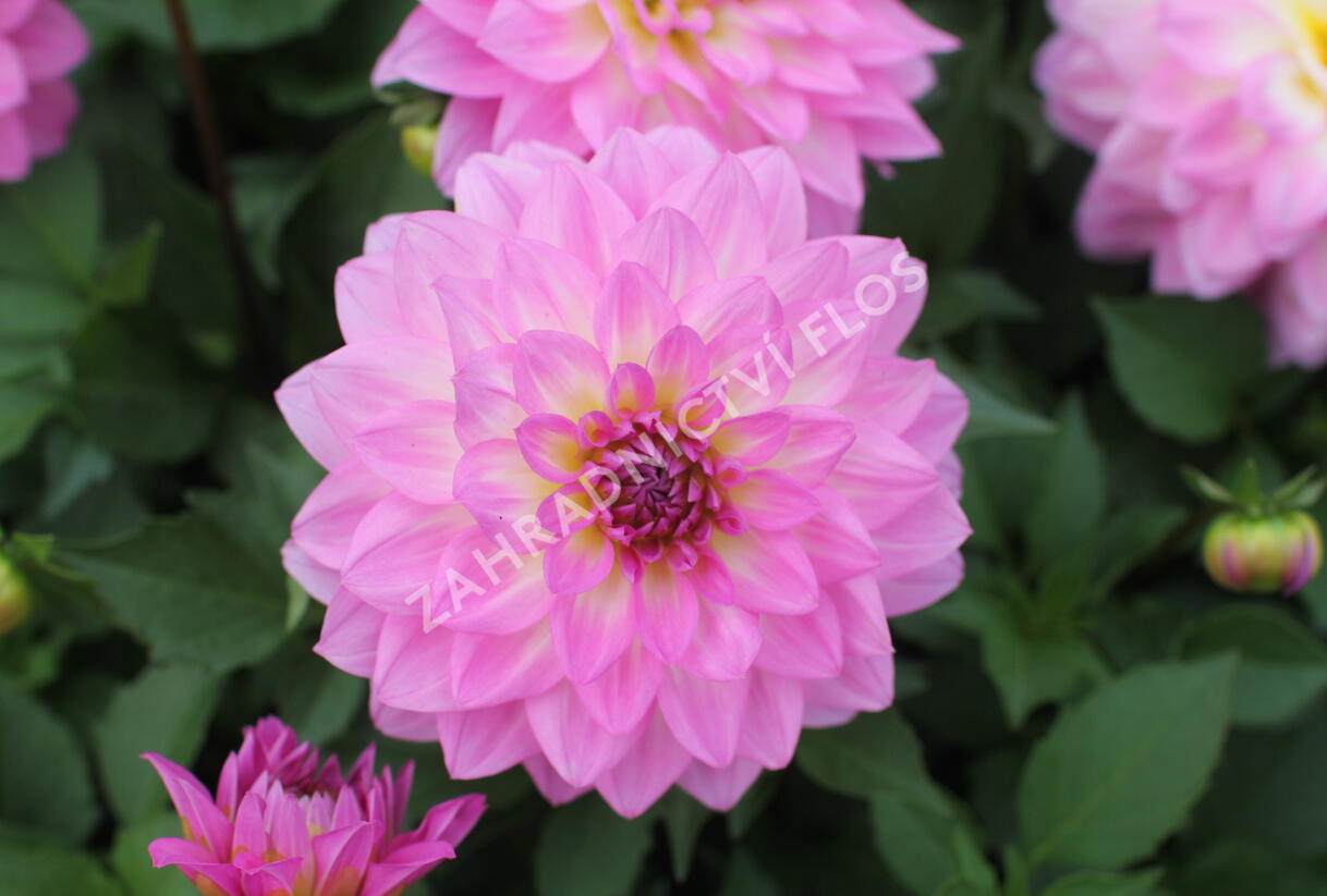 Jiřina XXL 'Cozumel' - Dahlia XXL 'Cozumel'