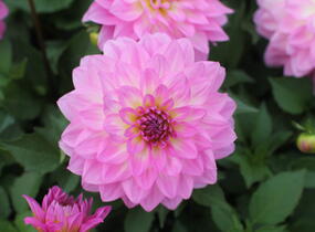 Jiřina XXL 'Cozumel' - Dahlia XXL 'Cozumel'