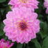 Dahlia XXL 'Cozumel'_1.JPG