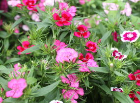 Hvozdík vousatý 'Diabunda Mix' - Dianthus barbatus 'Diabunda Mix'