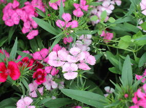 Hvozdík vousatý 'Diabunda Mix' - Dianthus barbatus 'Diabunda Mix'